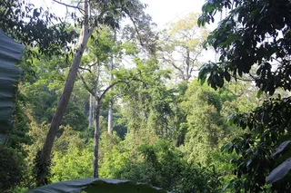 西双版纳热带雨林图片