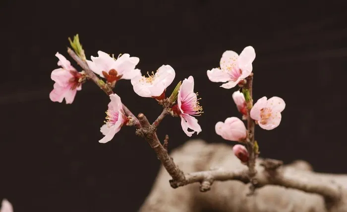 梅花图片