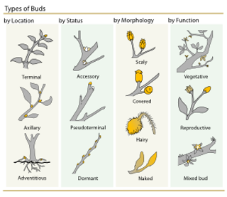 植物芽的分类剪贴画