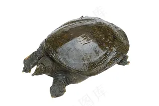 甲鱼免抠素材PSD分层