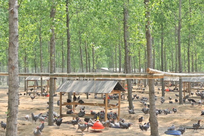 养鸡场图片