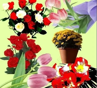 百合花 玫瑰花图片