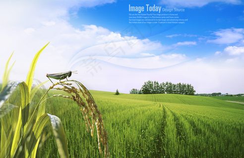 春天郊外稻田风景PSD分层素