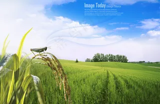 春天郊外稻田风景PSD分层素