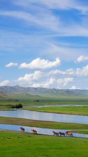 草原上的马高清摄影图片