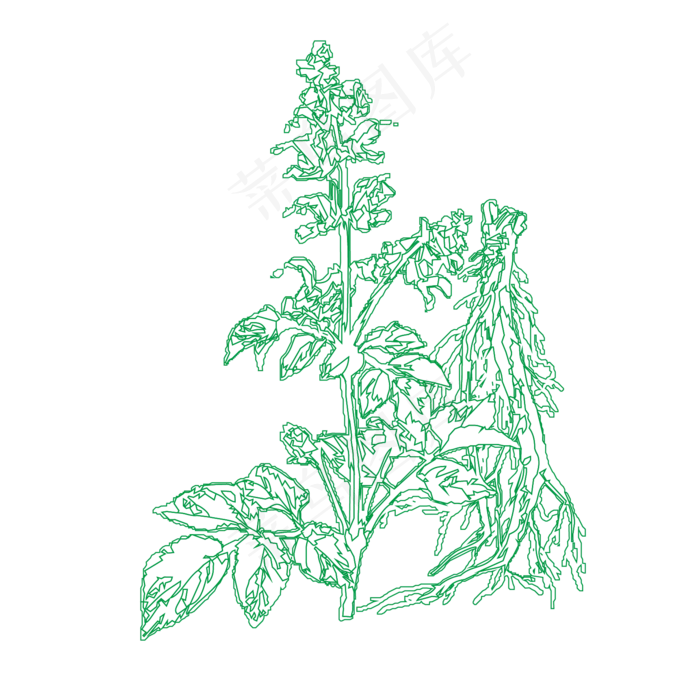 三七粉草本植物免抠下载三七粉草本植物免抠下载ai矢量模版下载