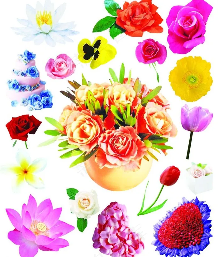鲜花素材图片