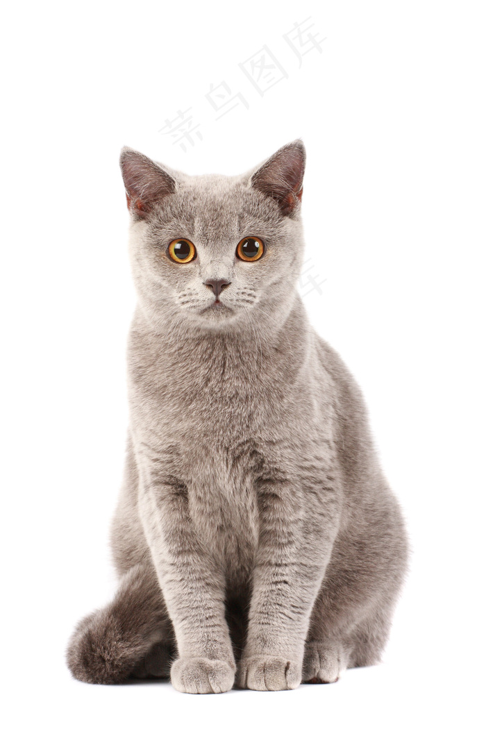 可爱猫咪图片