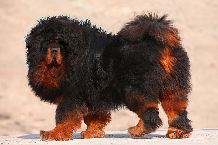 中华神兽 藏獒图片