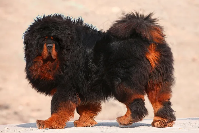 中华神兽 藏獒图片