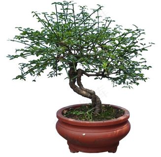 迎春花盆景图片