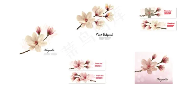 精美的木兰花植物高清图片