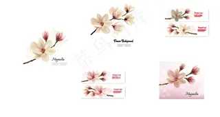 精美的木兰花植物高清图片