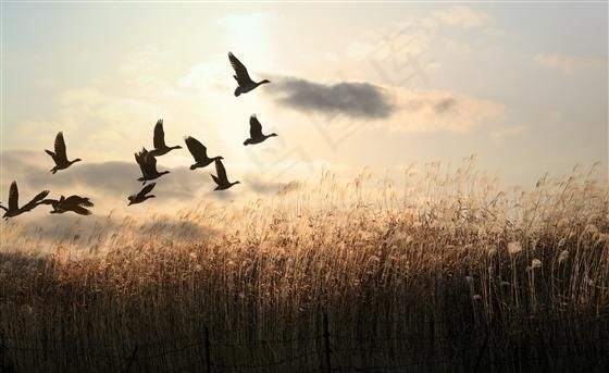平面素材模板 分层素材 PSD