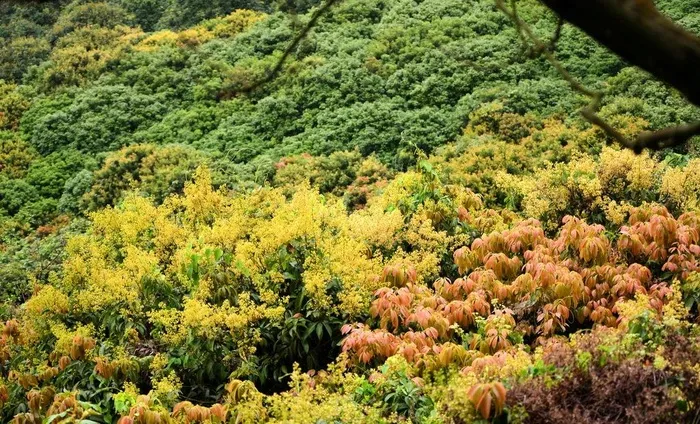 塘朗山的春天图片