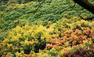 塘朗山的春天图片