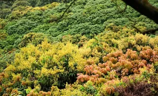 塘朗山的春天图片