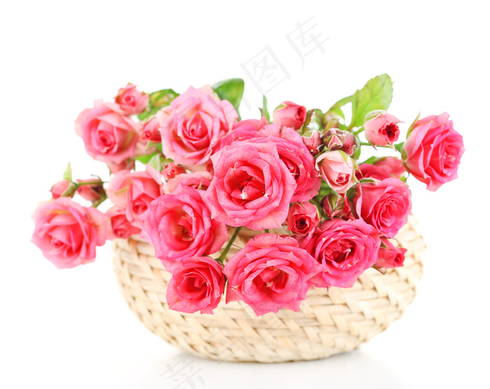 粉色玫瑰花静物设计素材