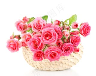 粉色玫瑰花静物设计素材