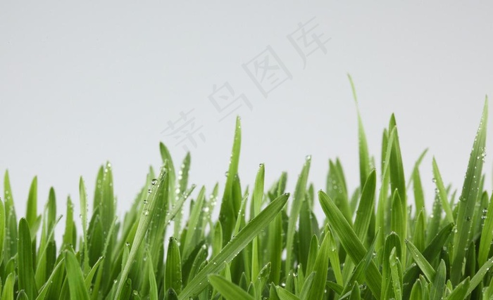 绿草 露珠图片