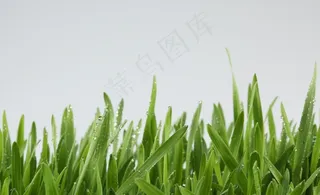 绿草 露珠图片