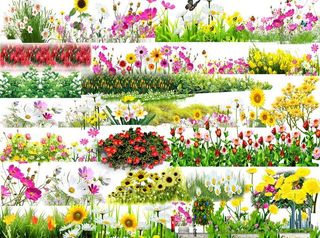 雏菊 碎花类素材图片