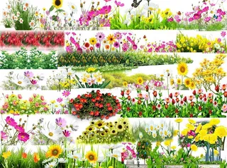 雏菊 碎花类素材图片