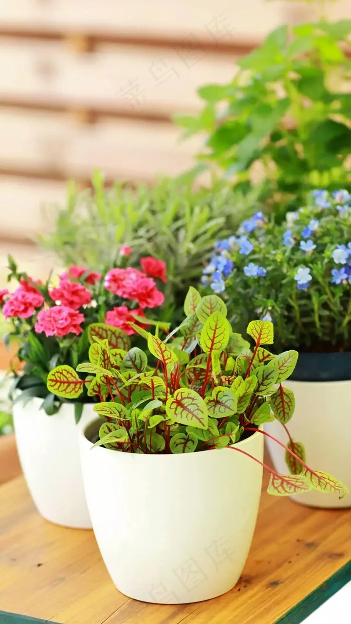 盆花高清摄影图片