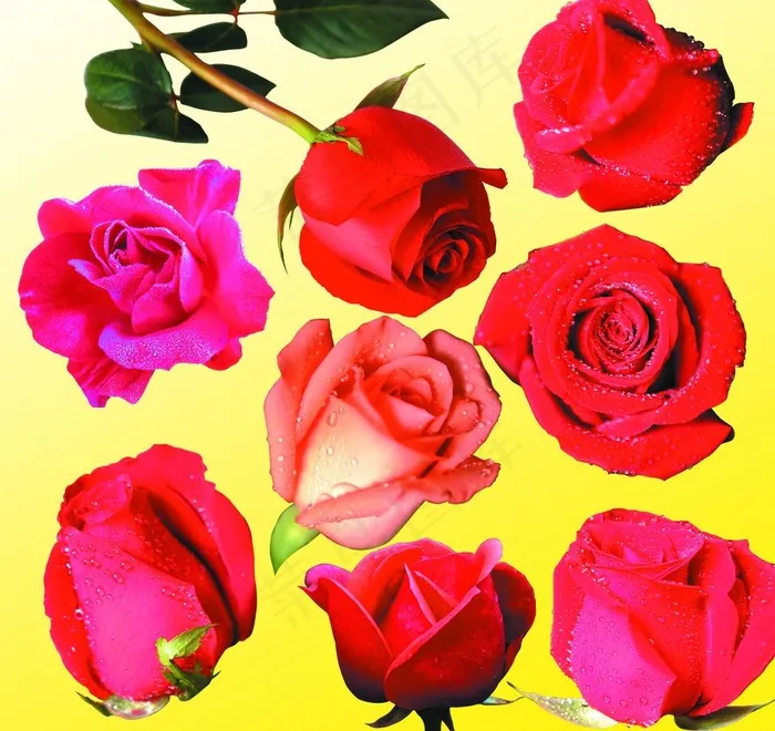 红玫瑰图片(2953X2953(DPI:300))psd模版下载