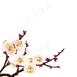 卡通杏花植物图片海报素材