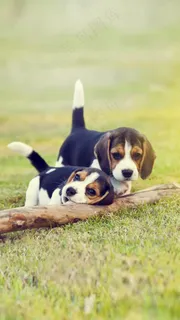 两只小狗高清摄影图片 两只小狗高清摄影图片