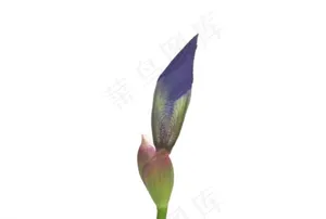 美丽的花朵素材下载