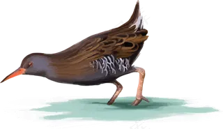 动物免抠png图片ps素材飞鸟