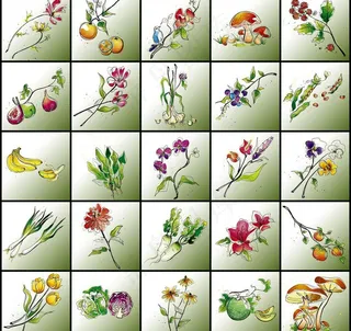 矢量花草水果图片