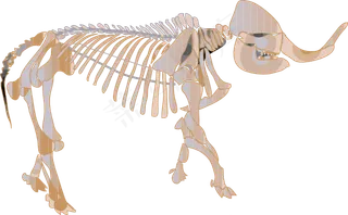 乳齿象化石剪贴画