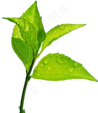 春天绿叶树叶悬浮特效海报素材