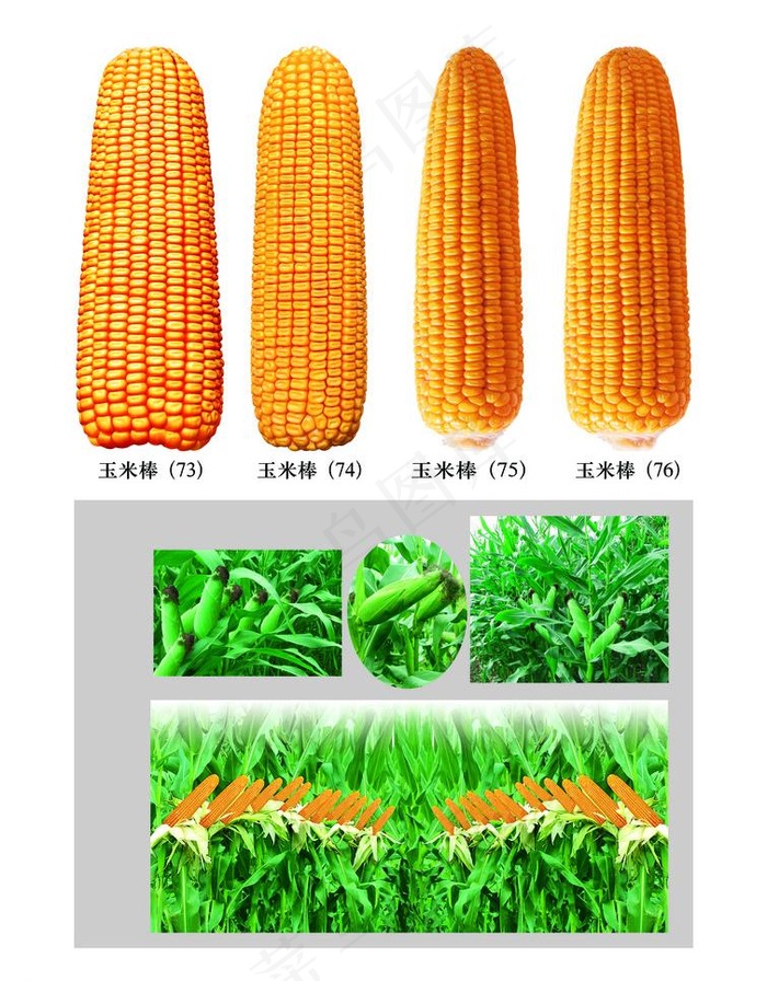 种子包装设计图片