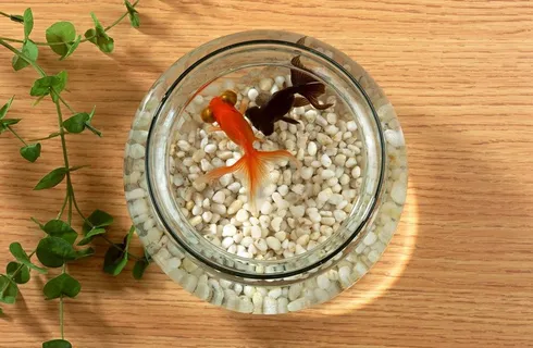 鱼缸中的金鱼图片