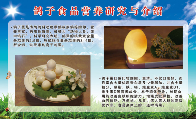 鸽子食品营养研究与介绍