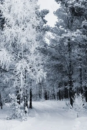 积雪美景