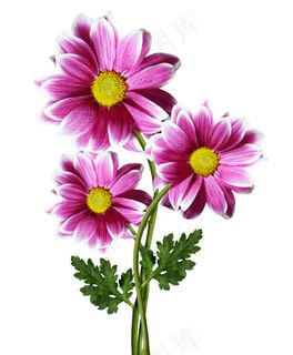 精美花儿PSD平面设计素材元素