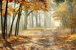 秋天树林马路风景