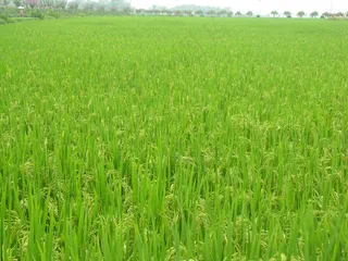 田野春天风景图片