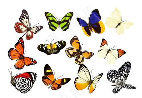 飞舞的蝴蝶图片