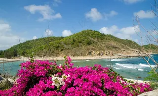 大海 热带植物 三亚图片