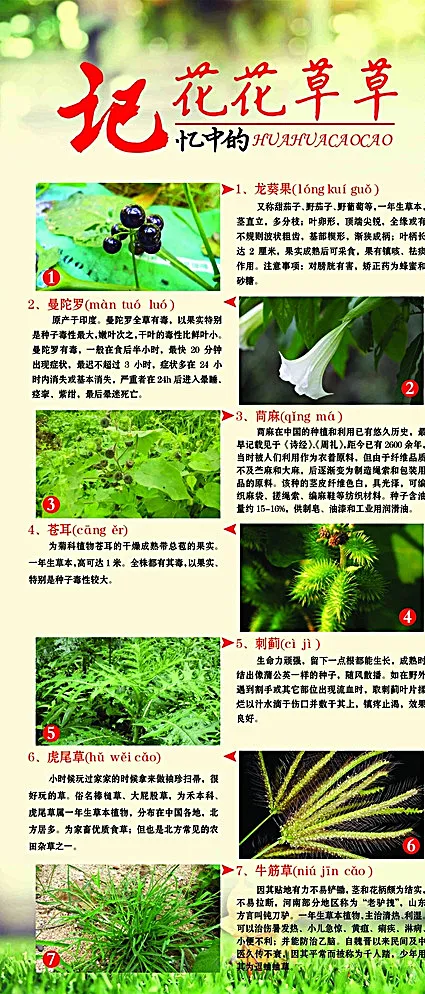 孩儿童时期的花草图片(2268X5102(DPI:72))psd模版下载