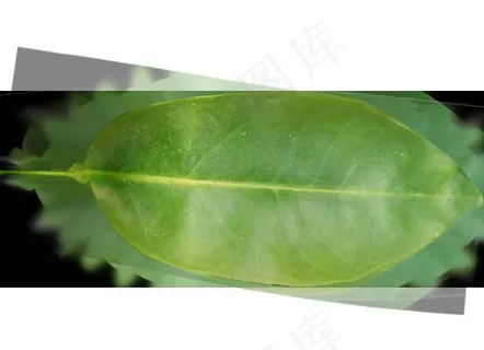 高精度树木061 citrus s...