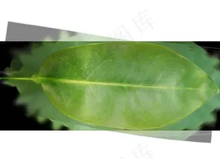 高精度树木061 citrus s...