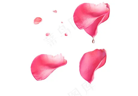 花瓣 花瓣