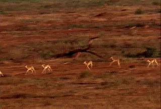 奔跑的野生动物